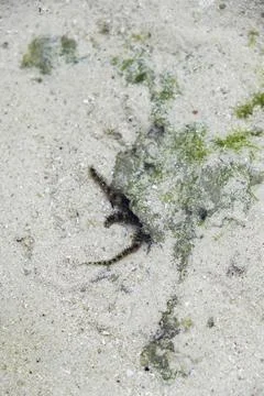 Close-up of a small britter star or sea creature crawling on wet sand Stock Photos