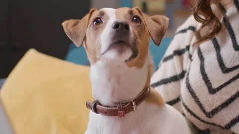 Close-up of small brown and white Jack Russell Terrier wearing brown collar Stock Footage 311451686