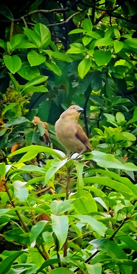 Close-up of small brown bird perched on green foliage in tropical forest Stock Footage 316113281