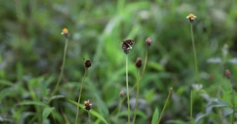 Close-up of a small brown butterfly collecting nectar from a yellow wildflower. Stockbeeldmateriaal 341273399