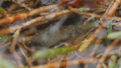Close up of small brown crab moving in vegetation Stock Footage 105566529
