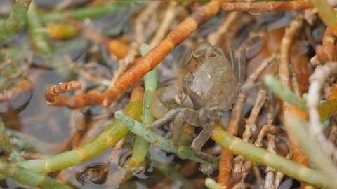 Close up of small brown crab moving in vegetation Stock Footage 105566583