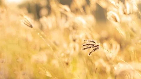 Close up small brown grass on blur background and light of sun Stock Photos