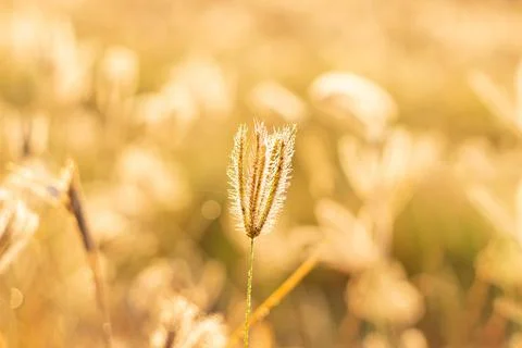 Close up small brown grass on blur background and light of sun Stock Photos