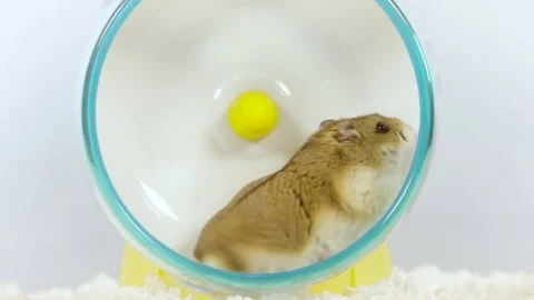 dwarf hamster running on wheel