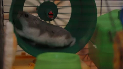 Close up small brown hamster running in small blue wheel Stock Footage 128207698