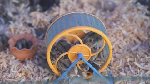 Close up small brown hamsters running in small gray and yellow wheel 스톡 동영상 86523181