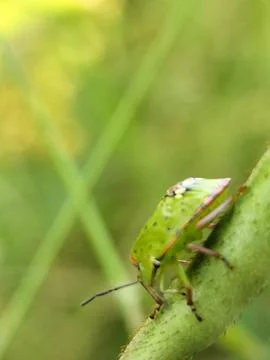Close-up of a small brown insect perched on a green bean pod Stock Photos