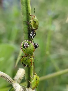 Close-up of a small brown insect perched on a green bean pod Stock Photos