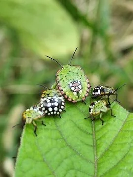 Close-up of a small brown insect perched on a green bean pod Stock Photos