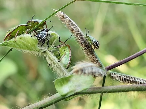 Close-up of a small brown insect perched on a green bean pod Stock Photos