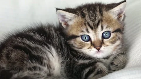 Close up of a small brown kitten with blue eyes looks up and down 動画素材 201352577