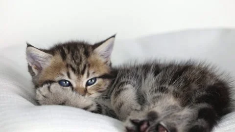 Close up of a small brown kitten with blue eyes looks up and down Stock-Footage 225820028