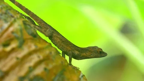 Close-up of a Small Brown Lizard on a Tree Trunk Video stock 310649039