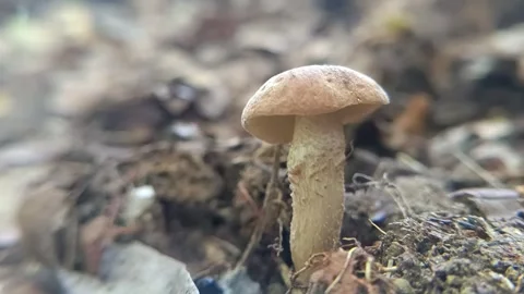 Close up of Small Brown Mushroom in the Forest Floor Stock Footage 333501380