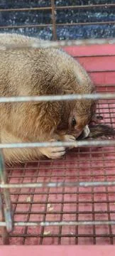 Close-up of a small brown rodent Fotos Stock