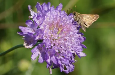 Close-up of a small, brown skipper butterfly resting on a vibrant purple sc.. Stock Photos