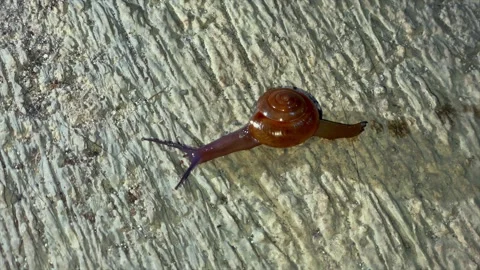 Close up of a small brown snail crawling slowly on wet textured concrete floor Stock Footage 334949114