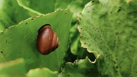 Close-up of a small brown snail shell resting on a vibrant green leaf 库存照片
