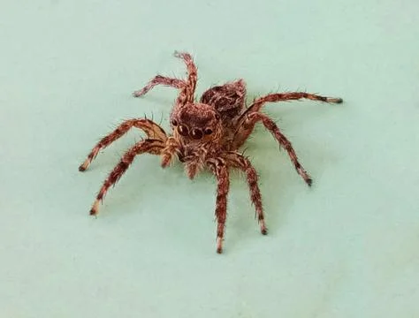 Close Up of a Small Brown Spider! Stock Photos
