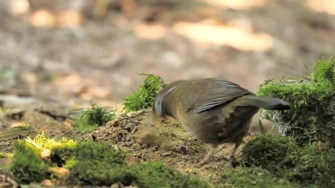 Close up of a small brown wild bird foraging on the forest floor Видео 348618090