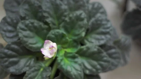 Close up small buds of blooming violets indoor. Сare of plants at home Stock-Footage 184098048