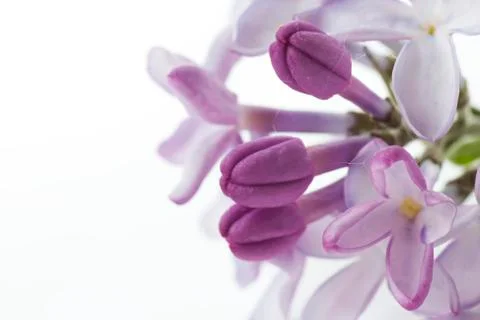 Close-up of small bunch of lilac Stock Photos