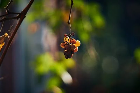 Close-up of a small bunch of withered grapes hanging from a vine branch Stock Photos