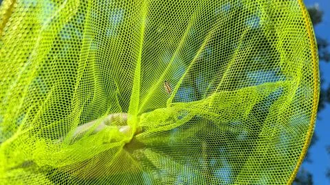 Close Up Of Small Butterfly Caught In Bright Yellow Green Mesh Net Against .. Stock Photos