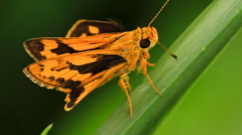 Close up of small butterfly. Stock Footage 42796951