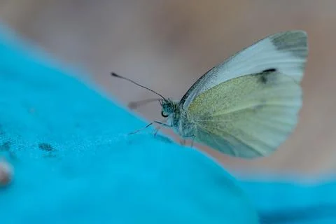 Close-up of a small cabbage white Stock Photos