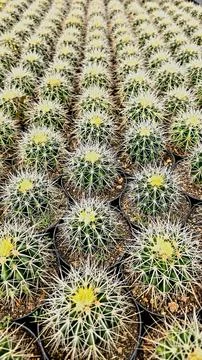 Close up of small cacti in pots Stock Photos