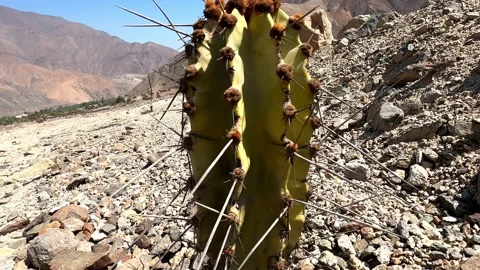 Close-up of small cactus with long and dangerous spikes in the mountains in the Stock-Footage 199551609