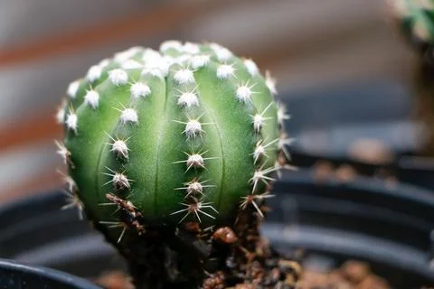 Close-up of a small cactus Stock Photos