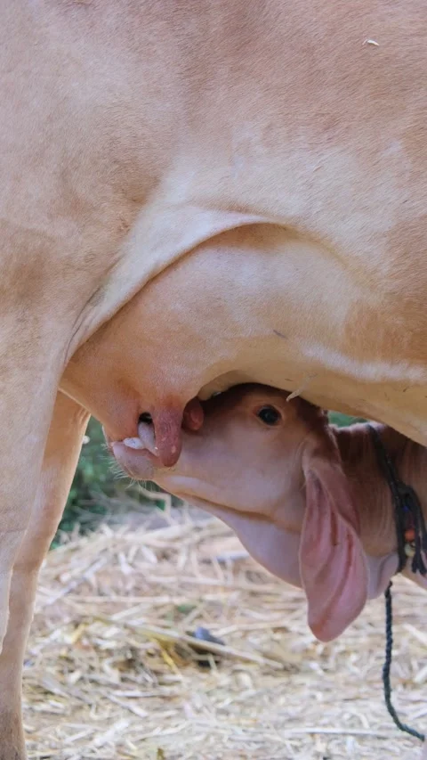 Close up of a small calf drinking milk from its mother cow Vídeos de archivo 333058472