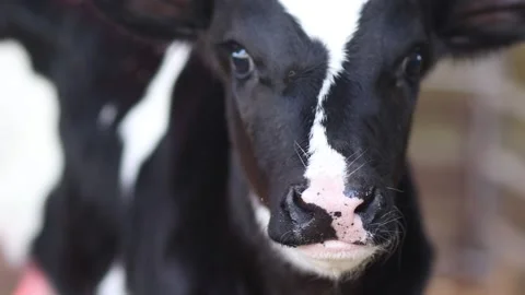 Close-up of a small calf's head in black and white Stock Footage 153826507