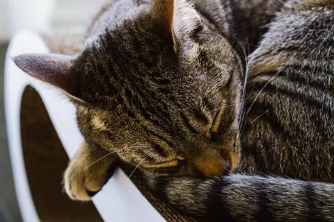 Close-up of a small cat sleeping on a white cat scratcher in a room Stock Photos