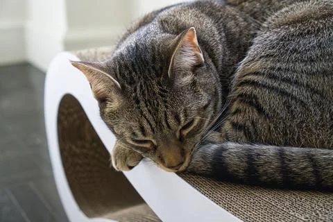 Close-up of a small cat sleeping on a white cat scratcher in a room Stock Photos