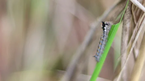 Close-up of a small caterpillar sitting on a blade of grass. Stock Footage 97324033