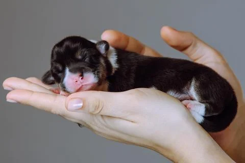 Close-up of small charming newborn Welsh corgi puppy lying comfortably in wom Foto stock