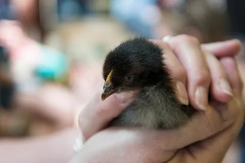 Close-up of a small chick with dark feathers being gently held in human han.. Foto stock
