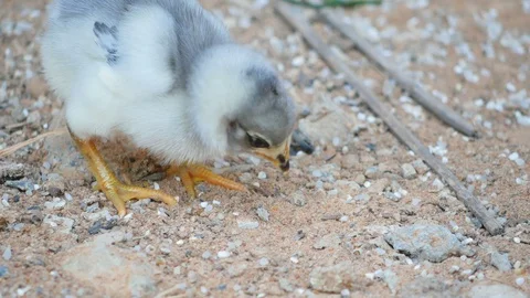 Close up small chick eating food on the ground Stock Footage 102407281