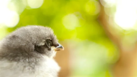 Close-up of a small chick Stock Footage 91440650