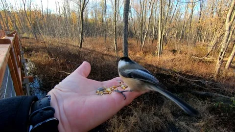 Close-up of a small chickadee coming to eat birdseed and sunflower seeds Stock Footage 167665218
