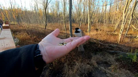 Close-up of small chickadee eating in the hand of a man, in turn, in autumn Stock Footage 167669316