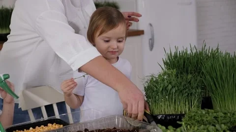 Close-up of small children eating micro-greens at home in the kitchen. Stock Footage 150273970