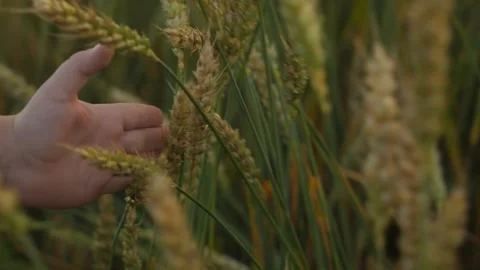 Close-up of a small child's hand touching wheat ears in a field during sunset. Stock Footage 256884423