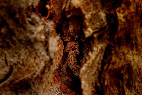 Close up of a small cleft of a tree Stock Photos