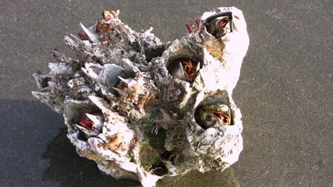 Close up on a small cluster of Acorn Barnacles on the sandy beach Stock-Footage 225368670