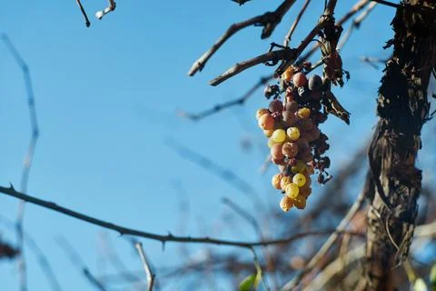 Close-up of a small cluster of withered grapes hanging from bare vine branc.. 스톡 사진
